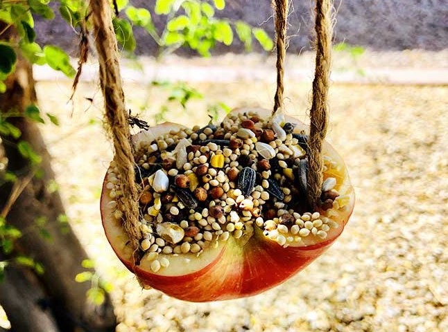 an Apple Bird Feeder Easy DIY For Kids