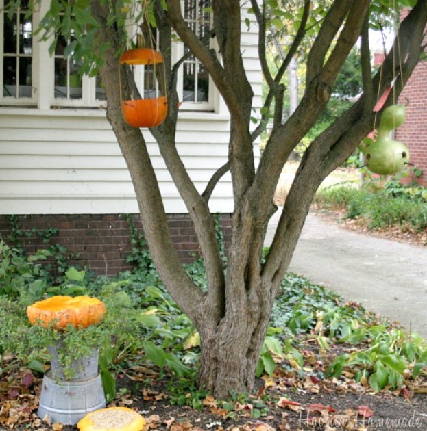 DIY Pumpkin Bird Feeder and Bath