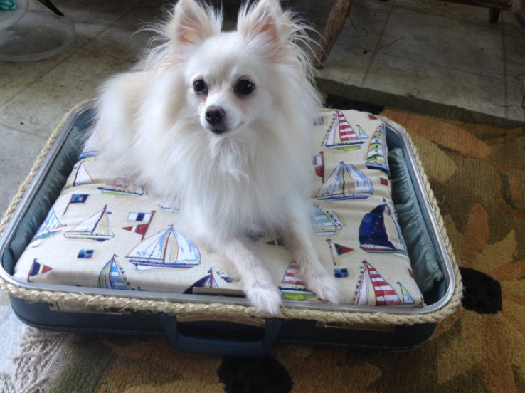 DIY Suitcase Pet Bed Tutorial