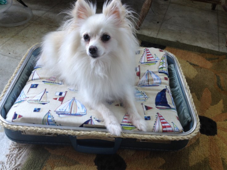 25 Comfortable DIY Dog Bed Ideas for Your Fur Baby – DIY Suitcase Pet Bed Tutorial DIY Suitcase Pet Bed Tutorial