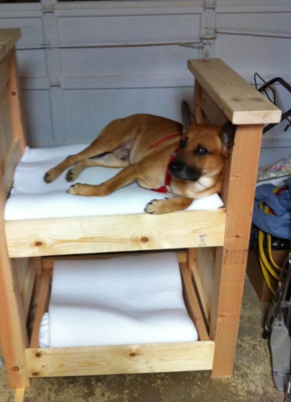 Doggy Bunk Bed 1 rotated