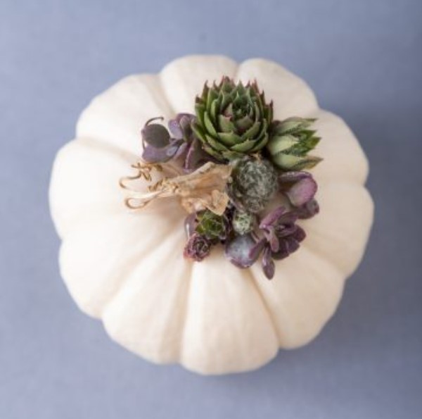 Miniature Succulent Topped Pumpkin Tutorial