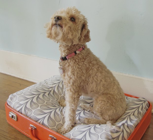 25 Comfortable DIY Dog Bed Ideas for Your Fur Baby – Vintage Suitcase Dog Bed DIY poodle bed
