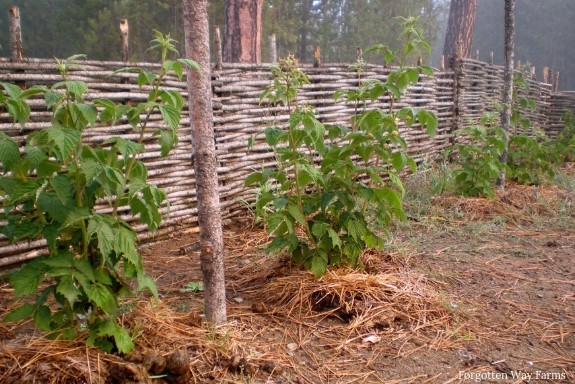 Wattle Fencing step by step