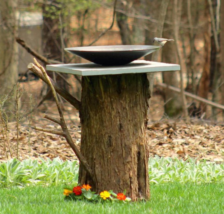 a Birdbath From an Old Tree Stump