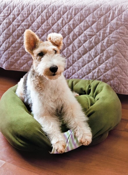 a Dog Bed Using Old Sweatshirt