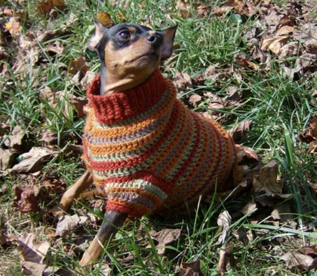 25 Free Crochet Dog Sweater Patterns Your Pup Will Love – Autumn Stripes Crochet Min Pin Sweater Autumn Stripes Crochet Min Pin Sweater
