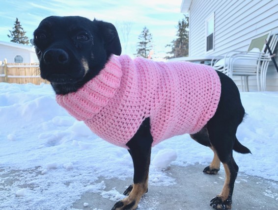 Beginner Dog Sweater – Free Pattern