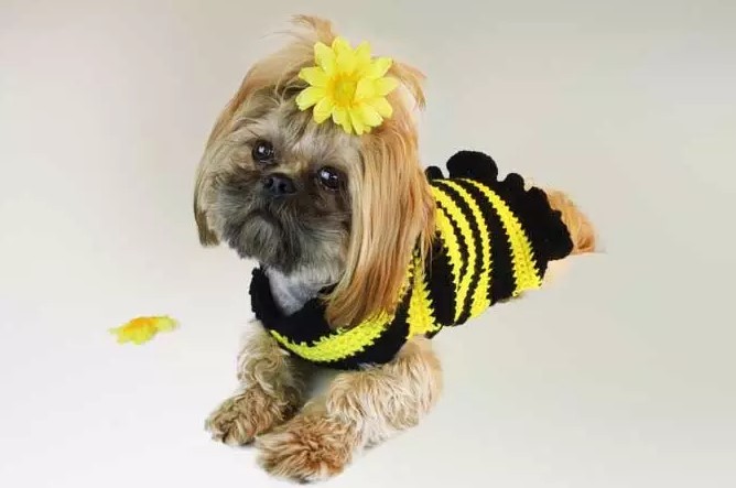 25 Free Crochet Dog Sweater Patterns Your Pup Will Love – Bumble Bee Dog Sweater Bumble Bee Dog Sweater