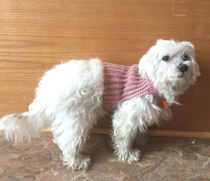 25 Free Crochet Dog Sweater Patterns Your Pup Will Love – DIY Crochet Dog Sweater DIY Crochet Dog Sweater