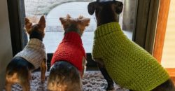 25 Free Crochet Dog Sweater Patterns Your Pup Will Love