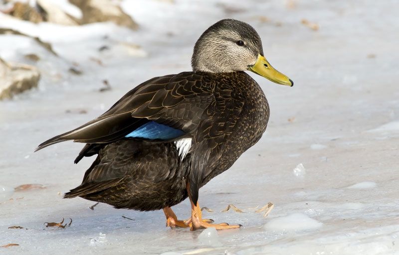 American Black Duck