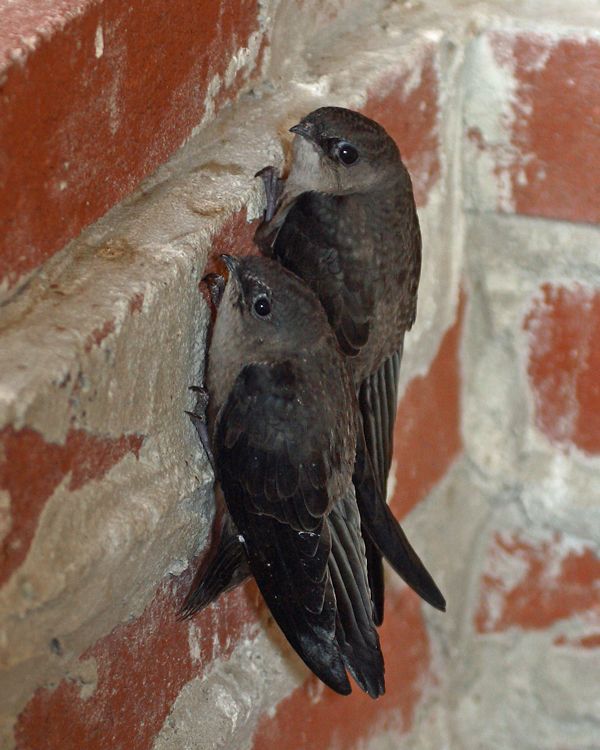 The 25 Most Common Birds Of Michigan (with Photos) – Chimney Swift Chimney Swift