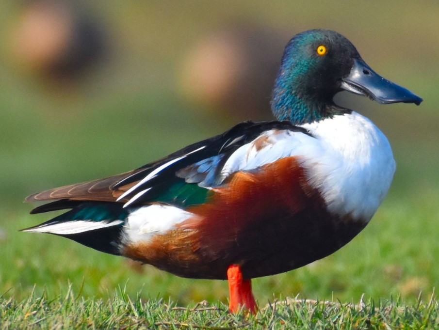 25 of The Most Common Birds in North America (with Photos) – Northern Shoveler Northern Shoveler