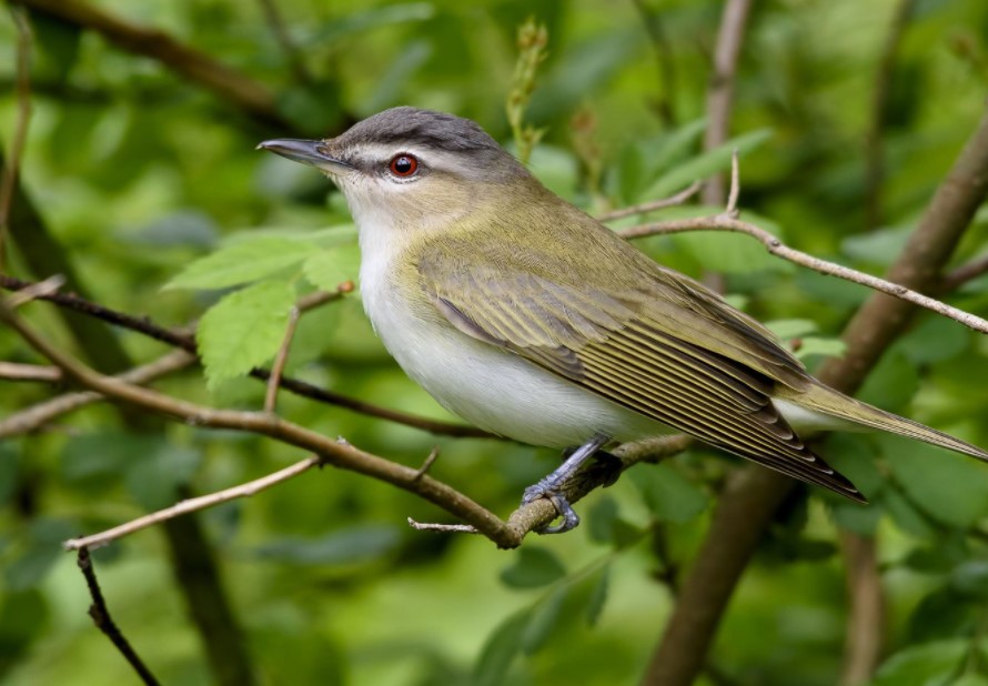 25 of The Most Common Birds in North America (with Photos) – Red eyed Vireo Bird Red eyed Vireo Bird