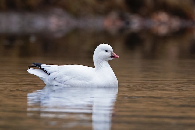 The 25 Most Common Birds Of Michigan (with Photos) – Rosss Goose by eBird Ross's Goose