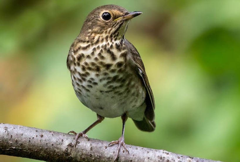 25 of The Most Common Birds in North America (with Photos) – Swainsons Thush Swainsons Thush