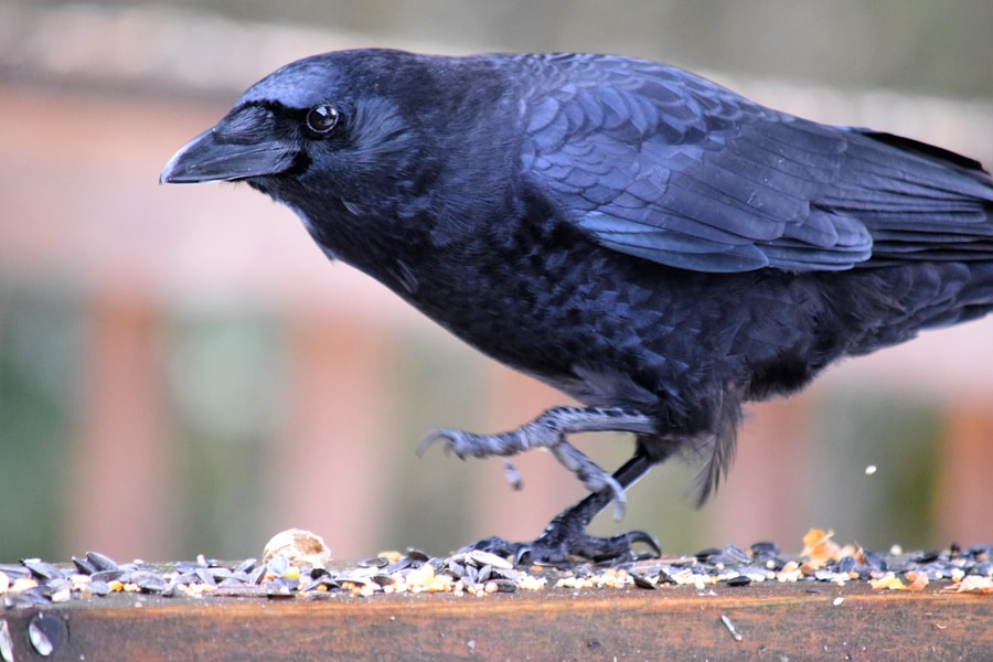 black american crow on brown wood