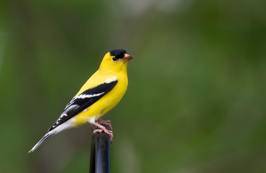 yellow and black Goldfinch bird on brown wooden stick