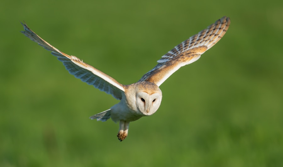 Majestic Barn Owl Flying