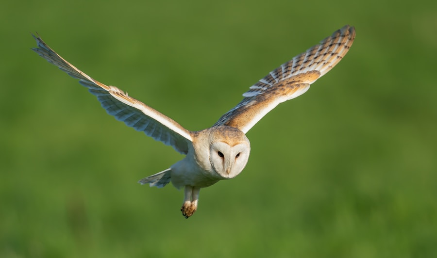 The 25 Most Common Birds Of Michigan (with Photos) – barn owl Majestic Barn Owl Flying