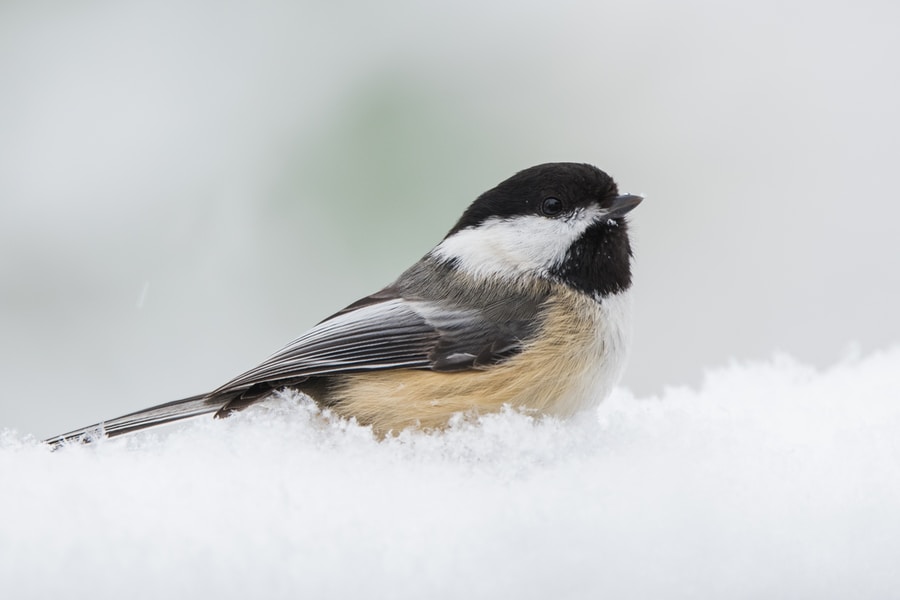 black and white Black-capped Chickadee bird on snow covered ground