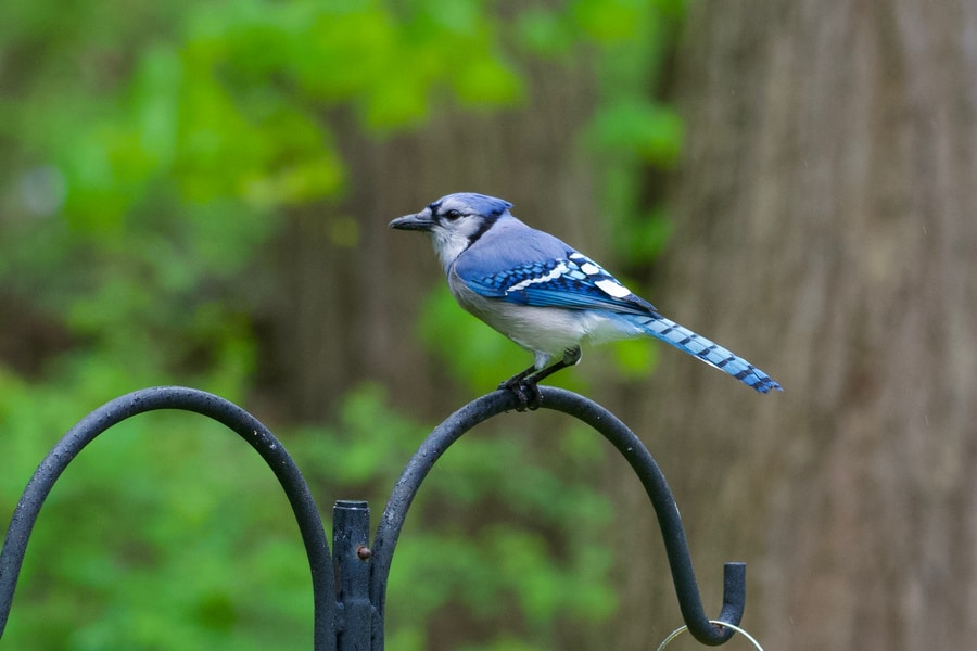 25 of The Most Common Birds in North America (with Photos) – blue jay shallow focus photo of blue jay