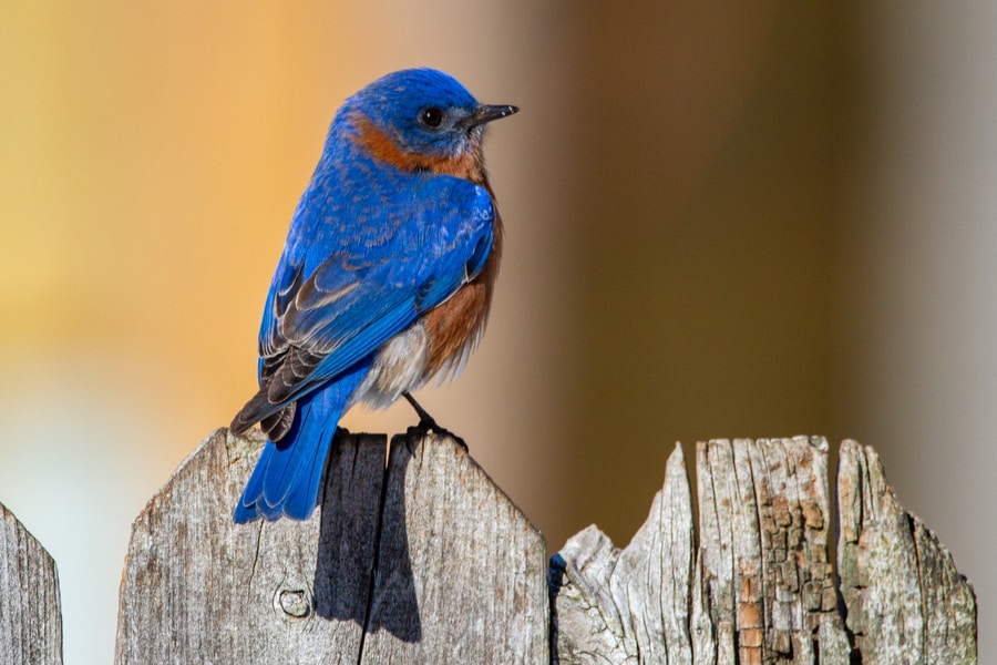blue and brown Bluebird on brown wooden fence