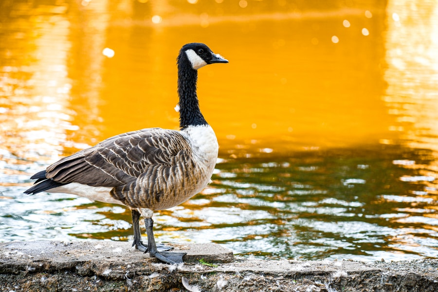 brown and Canada Goose on water during daytime