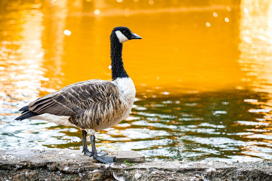 The 25 Most Common Birds Of Michigan (with Photos) – canada goose brown and Canada Goose on water during daytime