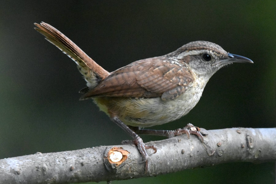 brown and white Carolina Wren on brown tree branch