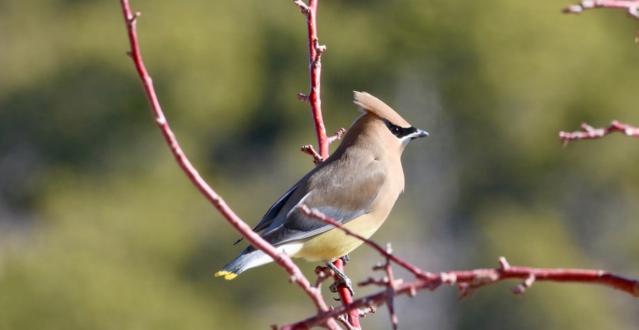 Cedar Waxing Bird of North America