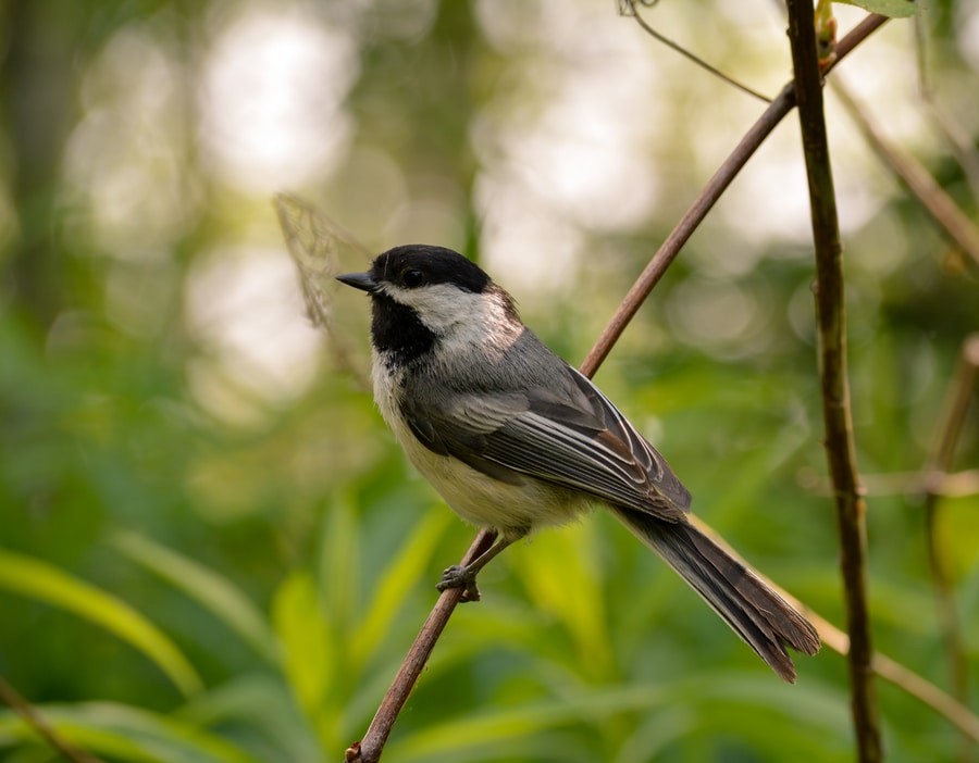 gray and white Chickadee bird standing on branch