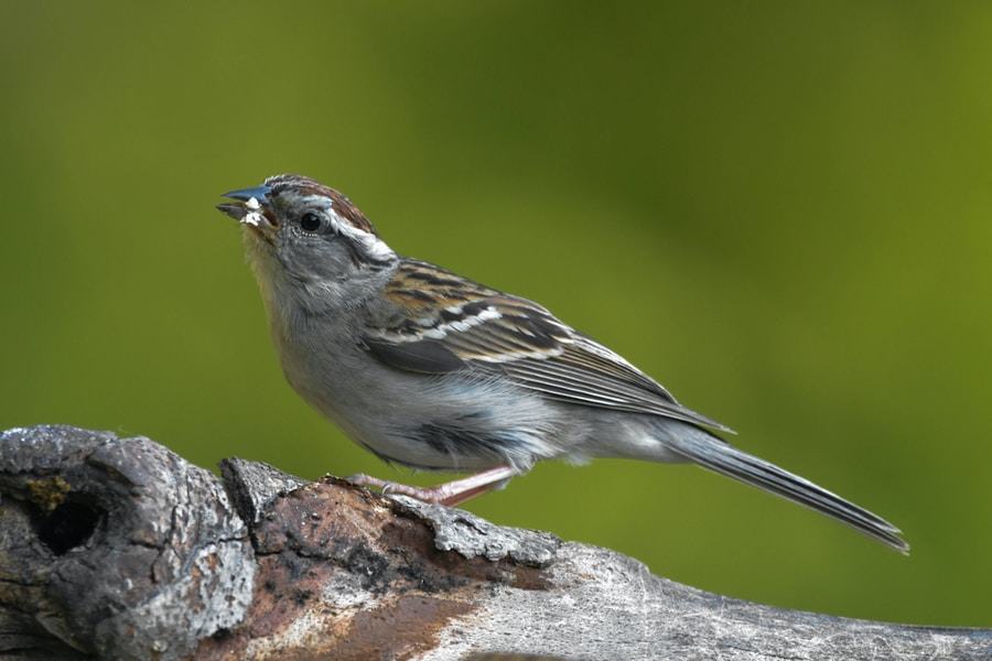 brown and white Chipping Sparrow on gray tree branch
