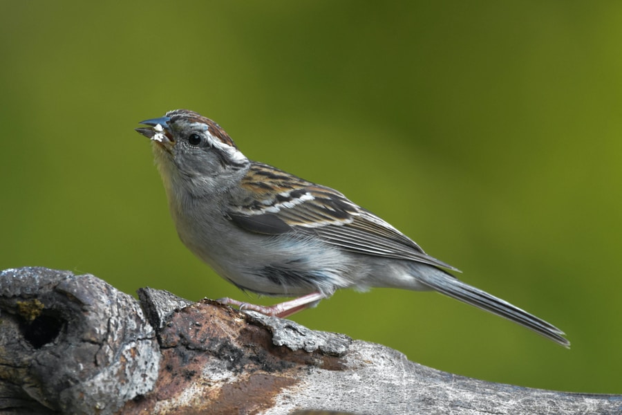 25 of The Most Common Birds in North America (with Photos) – chipping sparrow brown and white Chipping Sparrow on gray tree branch