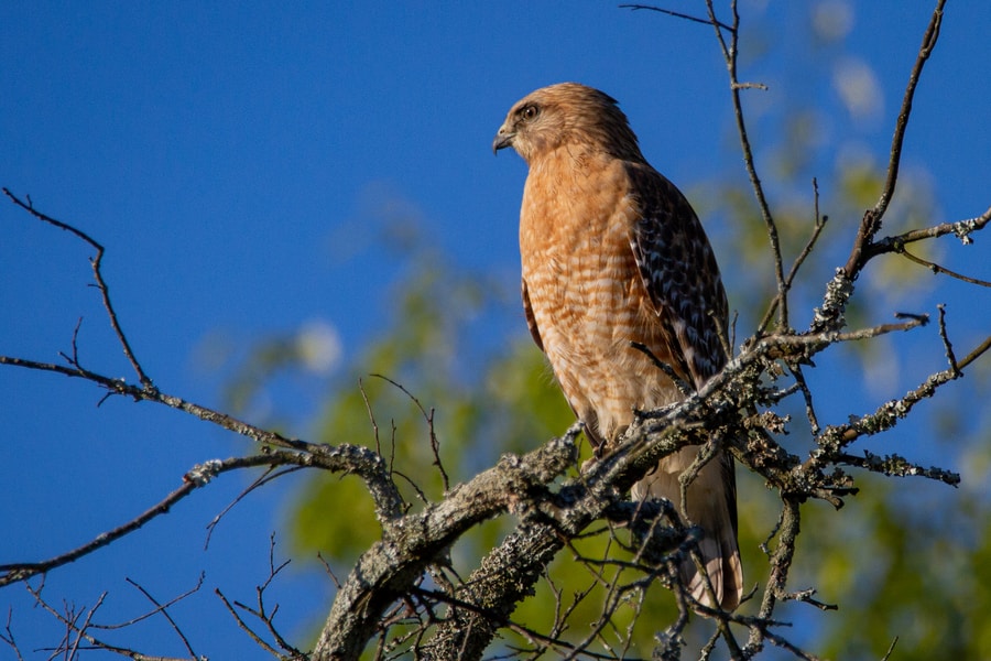 Cooper’s Hawk perched on tree branch during daytime