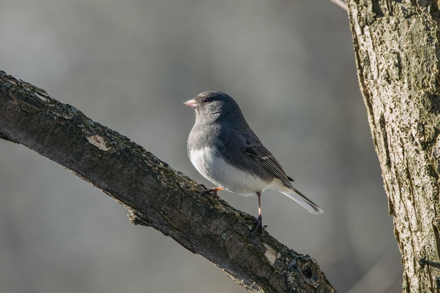 gray and white Dark-Eyed Junco bird on brown tree branch