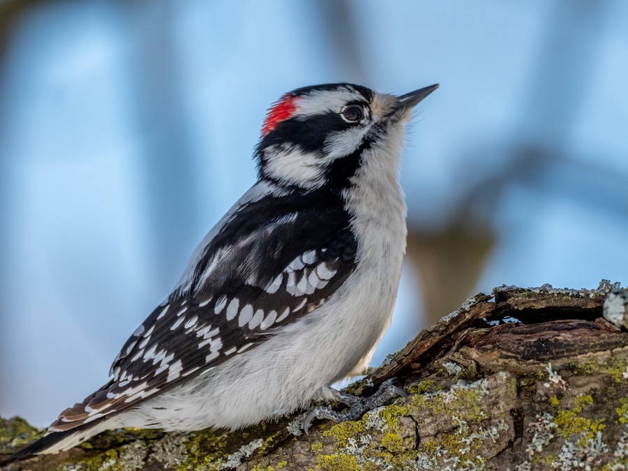 black and white Downy Woodpecker bird on brown tree branch