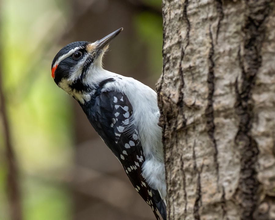 Hairy Woodpecker bird on tree branch