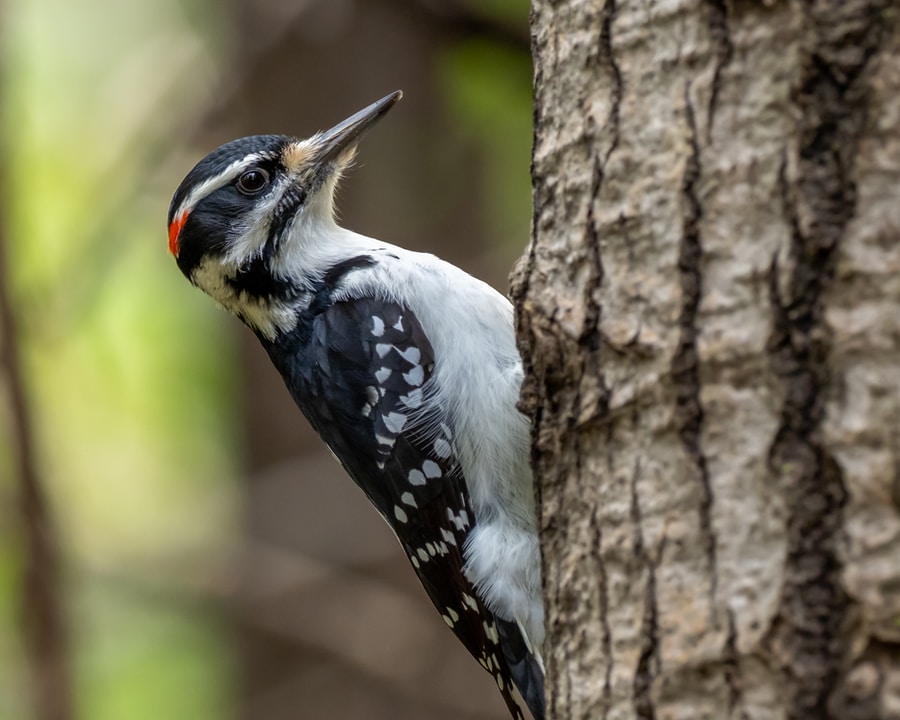 25 of The Most Common Birds in North America (with Photos) – hairy woodpecker Hairy Woodpecker bird on tree branch