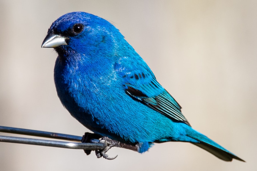 25 of The Most Common Birds in North America (with Photos) – indigo bunting bird Indigo Bunting Bird of North America