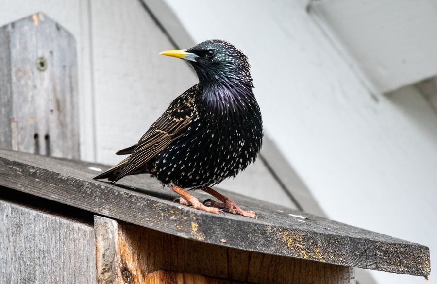 selective focus photography of black bird