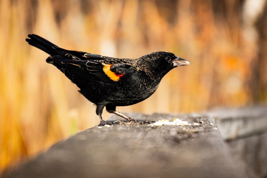 25 of The Most Common Birds in North America (with Photos) – Red-Winged Blackbird