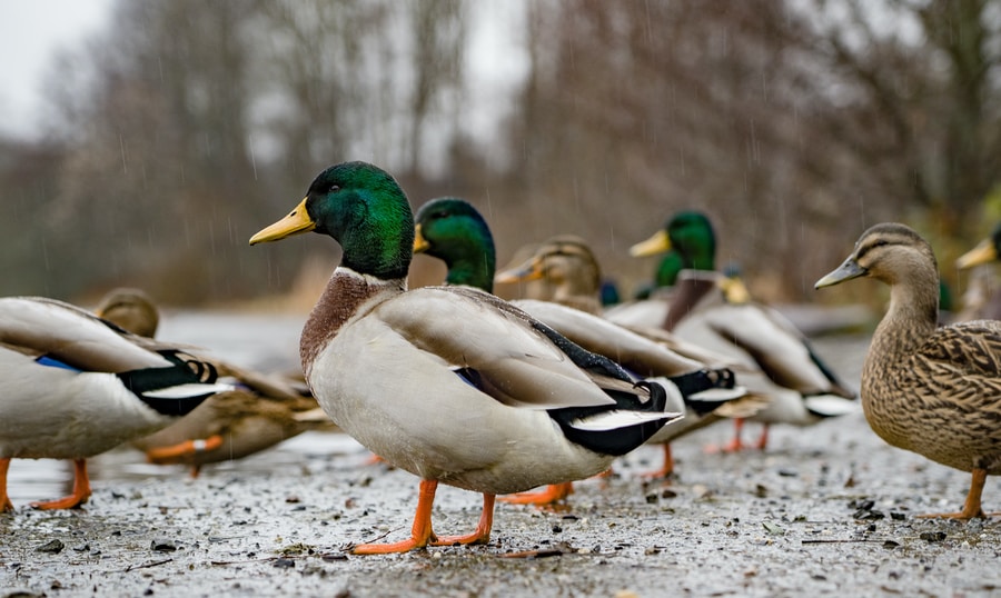 mallard ducks common in United States