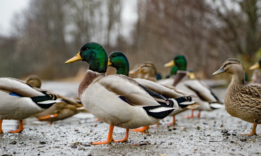 25 of The Most Common Birds in North America (with Photos) – mallard duck mallard ducks common in United States
