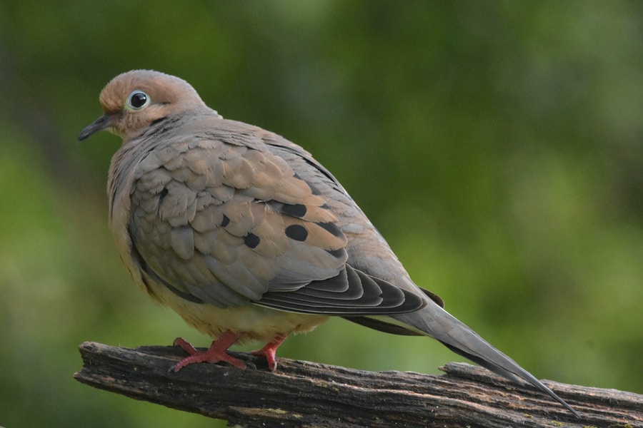 brown and white Mourning Dove on brown wooden log