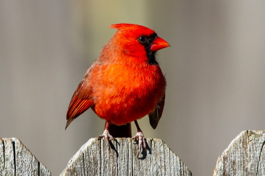 25 of The Most Common Birds in North America (with Photos) – northern cardinal red cardinal perched on gray wooden fence