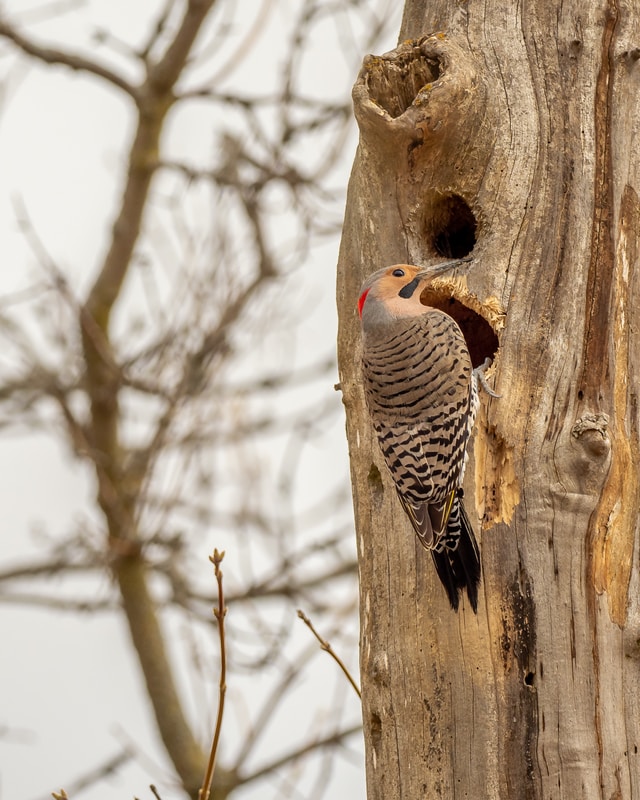 white and black Northern Flicker Bird on brown tree trunk during daytime