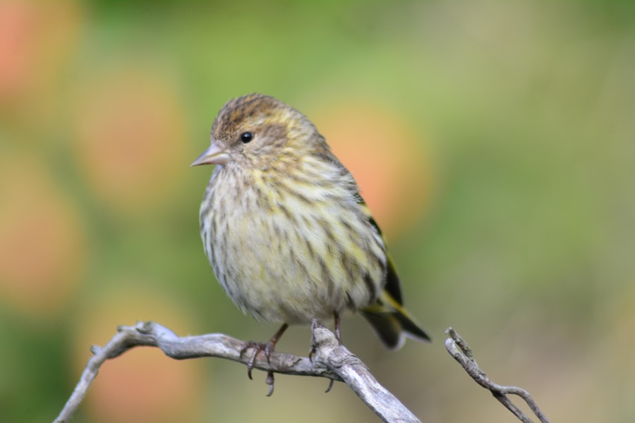 brown Pine Siskin bird on tree branch during daytime