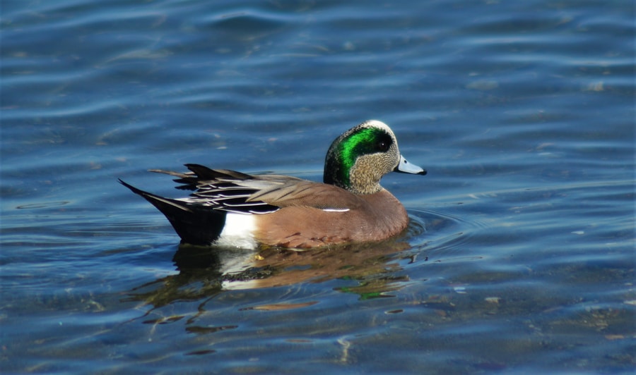 Anas Americana - American Wigeon